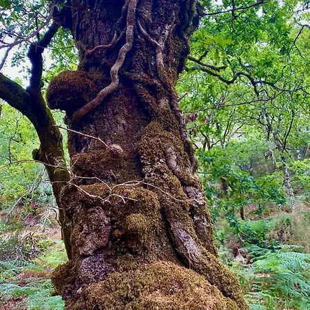 Lejlighed Casa De Clarisse Ermelo (Viana do Castelo)