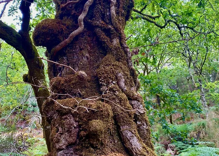 Appartement Casa De Clarisse Ermelo (Viana do Castelo)